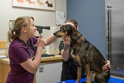 Dog Ophthalmology Exams